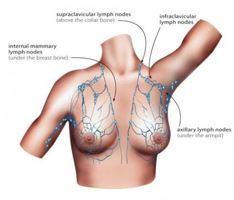 Figure 2: Illustration of lymph nodes near the breast 