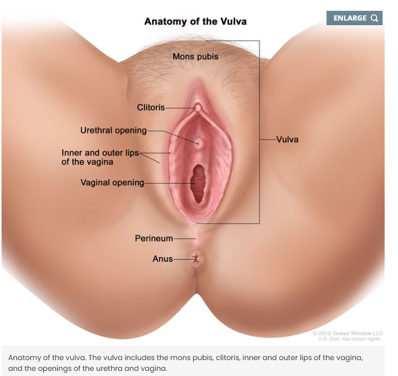 vulvar cancer diagram